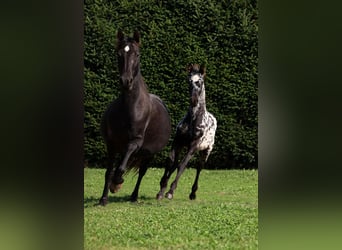 Frisones, Semental, Potro (06/2026), 158 cm, Atigrado/Moteado