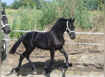 Frisones, Semental, Potro (04/2025), Negro