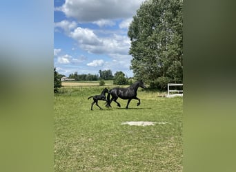 Frisones, Semental, Potro (06/2026), Negro