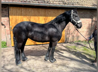 Frisones, Yegua, 10 años, 157 cm, Negro