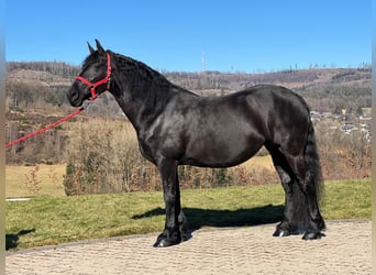 Frisones, Yegua, 10 años, 158 cm, Negro