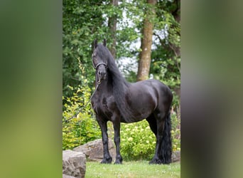 Frisones, Yegua, 10 años, 162 cm, Negro
