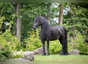 Frisones, Yegua, 10 años, 162 cm, Negro