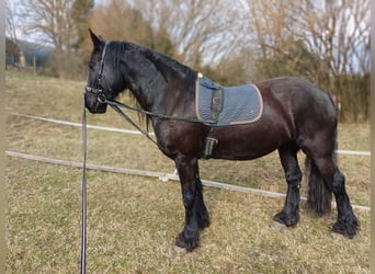 Frisones Mestizo, Yegua, 10 años, 165 cm, Negro