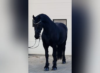 Frisones, Yegua, 10 años, 166 cm, Negro