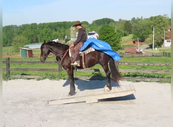 Frisones Mestizo, Yegua, 10 años, Negro