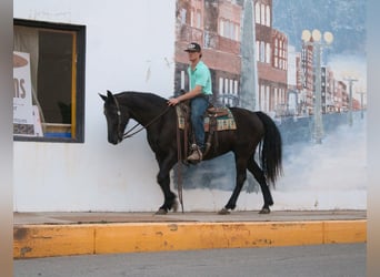 Frisones, Yegua, 12 años, 155 cm, Negro
