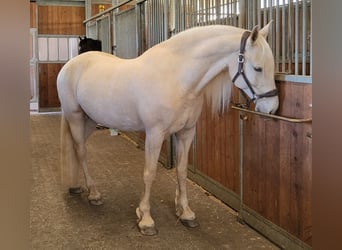 Frisones Mestizo, Yegua, 12 años, 158 cm, Champán