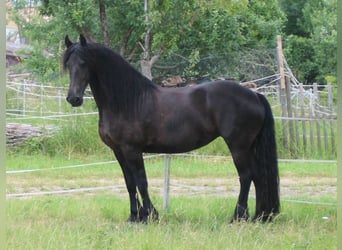 Frisones, Yegua, 12 años, 163 cm, Negro