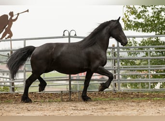 Frisones, Yegua, 12 años, 163 cm, Negro