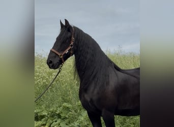 Frisones, Yegua, 15 años, 160 cm, Negro