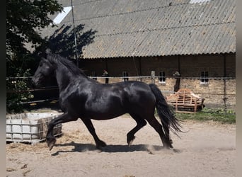 Frisones, Yegua, 15 años, 162 cm, Negro