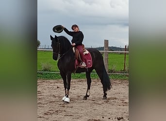 Frisones Mestizo, Yegua, 16 años, 155 cm, Negro