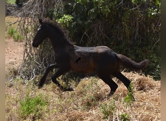 Frisones Mestizo, Yegua, 1 año, 160 cm, Negro