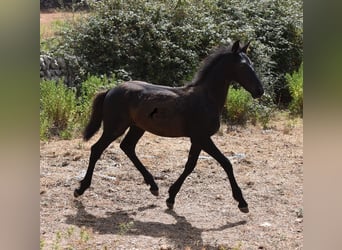 Frisones Mestizo, Yegua, 1 año, 160 cm, Negro