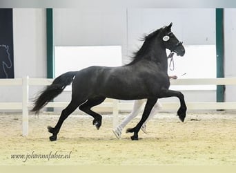 Frisones, Yegua, 1 año, Negro