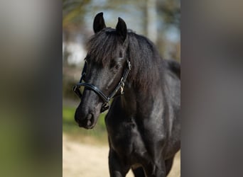 Frisones, Yegua, 1 año, Negro