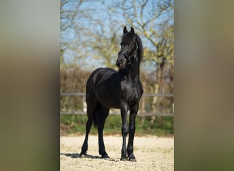 Frisones, Yegua, 1 año, Negro