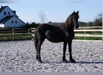 Frisones, Yegua, 2 años, 152 cm, Negro