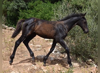 Frisones Mestizo, Yegua, 2 años, 160 cm, Negro