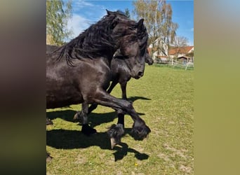 Frisones, Yegua, 2 años, Negro
