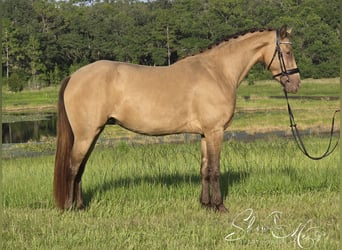 Frisones Mestizo, Yegua, 3 años, 152 cm, Champán