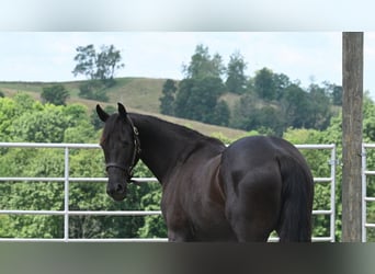 Frisones Mestizo, Yegua, 3 años, 155 cm, Negro