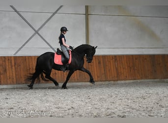 Frisones, Yegua, 3 años, 156 cm, Negro