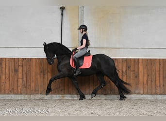 Frisones, Yegua, 3 años, 156 cm, Negro