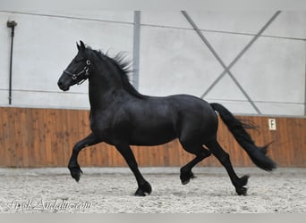 Frisones, Yegua, 3 años, 159 cm, Negro
