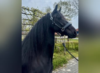 Frisones, Yegua, 3 años, 160 cm, Negro
