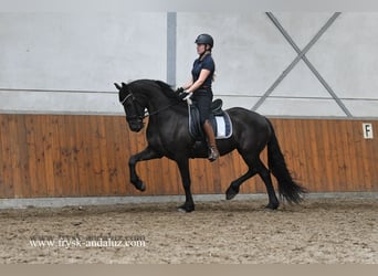 Frisones, Yegua, 3 años, 162 cm, Negro