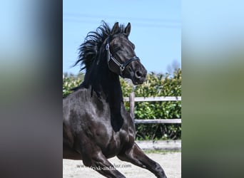 Frisones, Yegua, 3 años, 162 cm, Negro