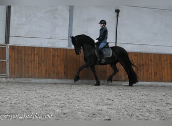 Frisones, Yegua, 3 años, 162 cm, Negro