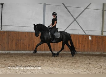 Frisones, Yegua, 3 años, 162 cm, Negro
