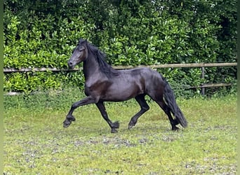 Frisones, Yegua, 3 años, 162 cm, Negro