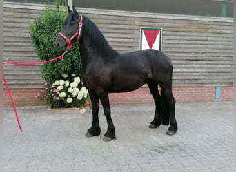 Frisones, Yegua, 3 años, 162 cm, Negro