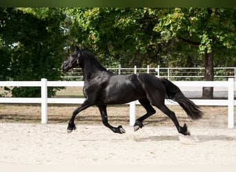 Frisones, Yegua, 3 años, 163 cm, Negro