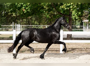 Frisones, Yegua, 3 años, 163 cm, Negro
