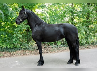 Frisones, Yegua, 3 años, 163 cm, Negro
