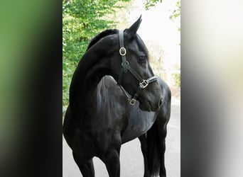 Frisones, Yegua, 3 años, 163 cm, Negro