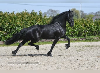 Frisones, Yegua, 3 años, 163 cm, Negro