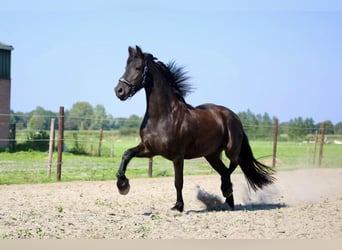 Frisones, Yegua, 3 años, 163 cm, Negro