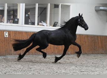 Frisones, Yegua, 3 años, 163 cm, Negro