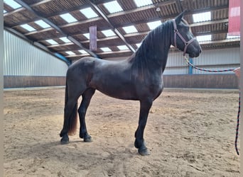 Frisones, Yegua, 3 años, 164 cm, Negro