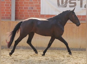 Frisones Mestizo, Yegua, 3 años, 166 cm