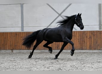 Frisones, Yegua, 3 años, 166 cm, Negro