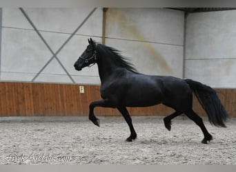 Frisones, Yegua, 3 años, 166 cm, Negro