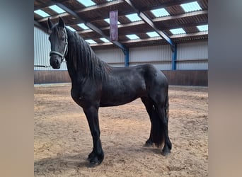 Frisones, Yegua, 3 años, 167 cm, Negro