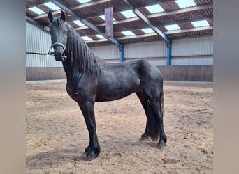 Frisones, Yegua, 3 años, 167 cm, Negro